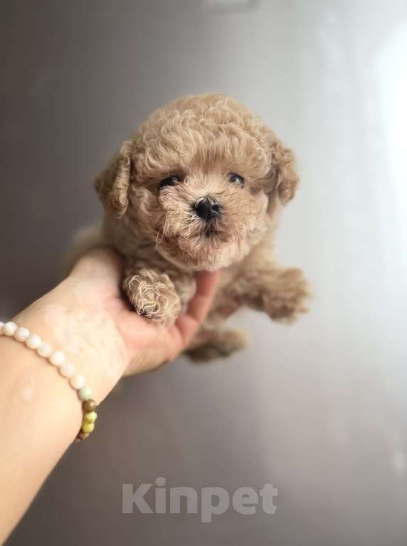 Собаки в Ростове-на-Дону: Мальтипу девочка мини Девочка, 100 000 руб. - фото 9