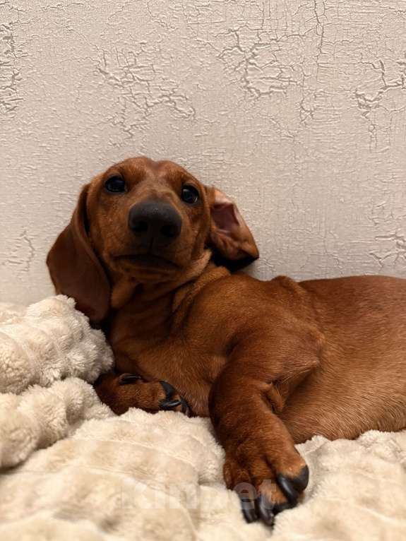 Собаки в Воронеже: Кобель для вязки❗️ Мальчик, 2 000 руб. - фото 4