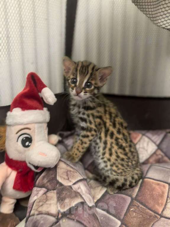 Кошки в Москве: Азиатская леопардовая кошка Девочка, Бесплатно - фото 1