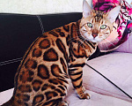 Кошки в Екатеринбурге: Шикарные котята бенгальской породы, 60 000 руб. - фото 2