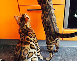 Кошки в Архангельске: Бенгальские котята с очень сочным окрасом, 100 000 руб. - фото 3