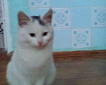 Кошки в Горнозаводске: Котята в добрые руки, Бесплатно - фото 2