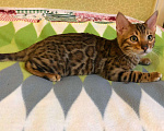 Кошки в Ливны: Бенгальский котик, 20 000 руб. - фото 4