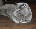 Кошки в Кувшиново: Вязка с Британским опытным котом, 3 000 руб. - фото 3