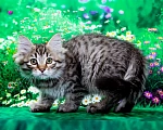 Кошки в Саратове: Котенок Дастин Мальчик, 60 000 руб. - фото 7