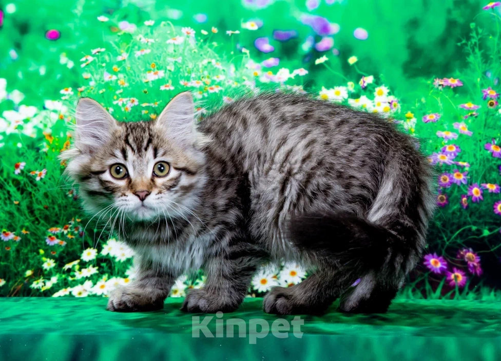 Кошки в Саратове: Котенок Дастин Мальчик, 60 000 руб. - фото 7