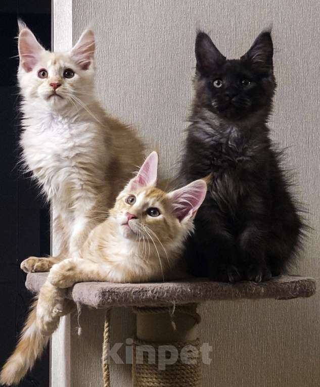 Кошки в Москве: Котята мейн-кун Мальчик, 40 000 руб. - фото 1