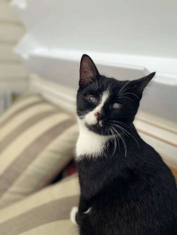 Слепой котик Гомер