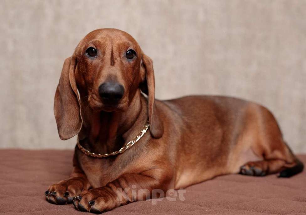 Собаки в Ельце: щенок таксы Мальчик, 33 000 руб. - фото 2