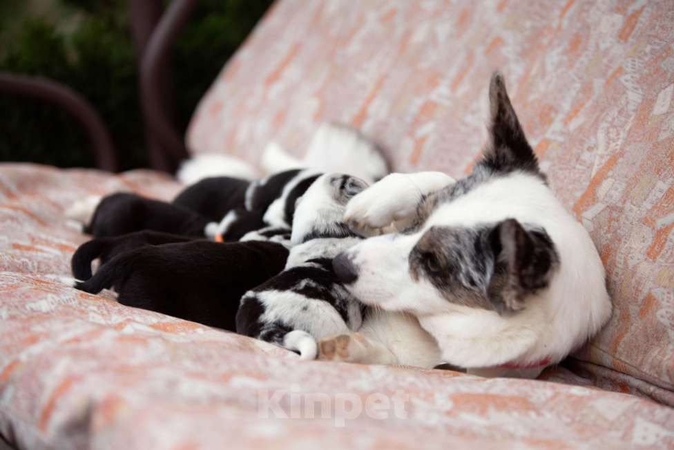 Собаки в Москве: Открыто бронирование Мальчик, Бесплатно - фото 1