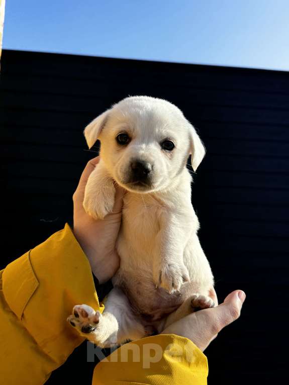 Собаки в других городах Ставропольского края: Белка Девочка, Бесплатно - фото 3