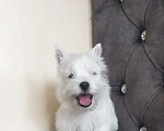 Собаки в Москве: Вест хайленд уайт терьер Мальчик, 50 000 руб. - фото 3