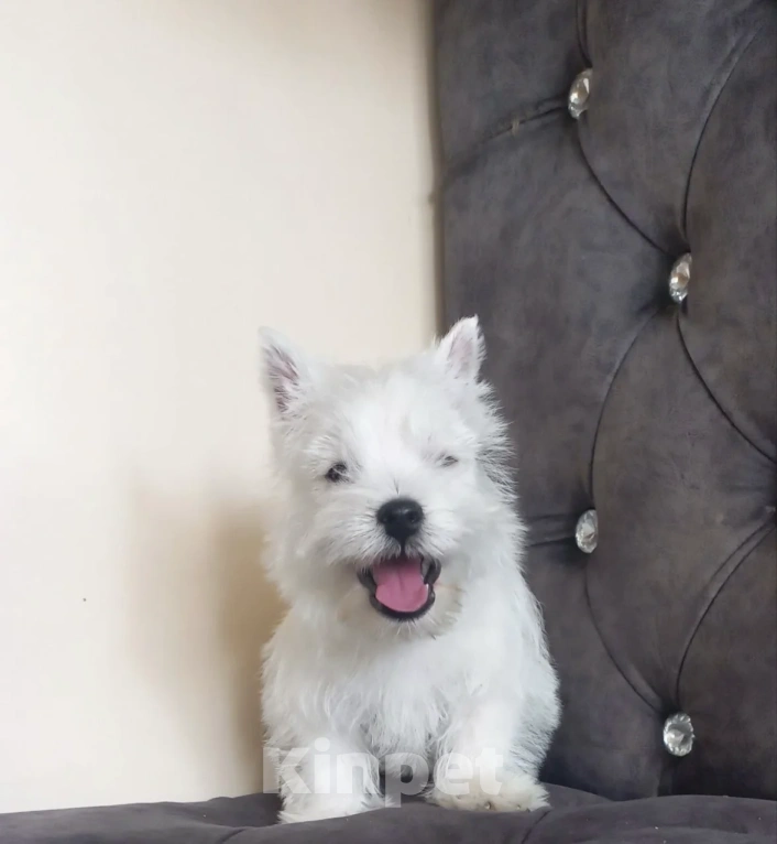 Собаки в Москве: Вест хайленд уайт терьер Мальчик, 50 000 руб. - фото 3