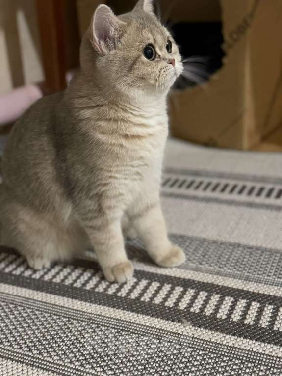 Кошки в Москве: Британская голубая кошечка ☺️ Девочка, 50 000 руб. - фото 1