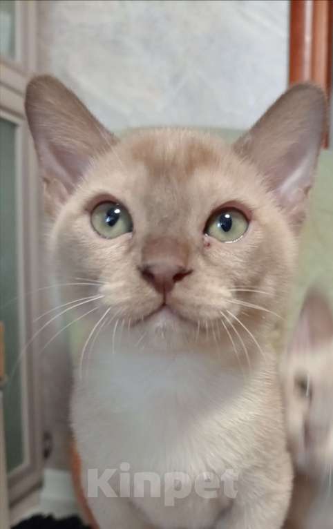 Кошки в Москве: Соболиный котик Мальчик, Бесплатно - фото 7