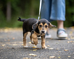 Собаки в Москве: 🐶 Бусинка ищет свою семью! 🐶 Девочка, Бесплатно - фото 6