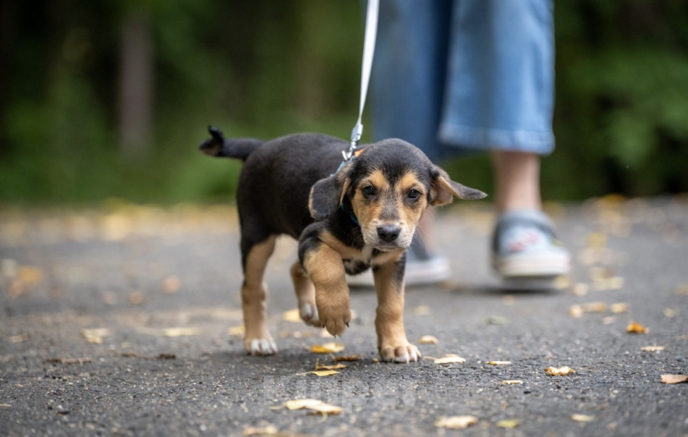 Собаки в Москве: 🐶 Бусинка ищет свою семью! 🐶 Девочка, Бесплатно - фото 6
