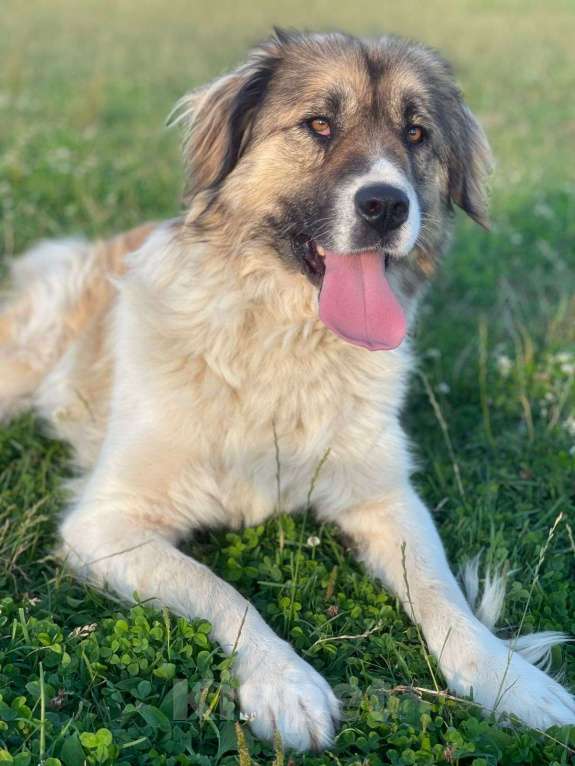 Собаки в Владимире: Метис кавказской овчарки Девочка, Бесплатно - фото 5