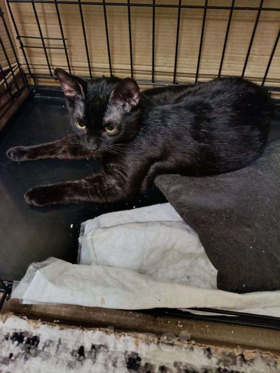 Кошки в Москве: Котенок-подросток ищет дом! Мальчик, Бесплатно - фото 6