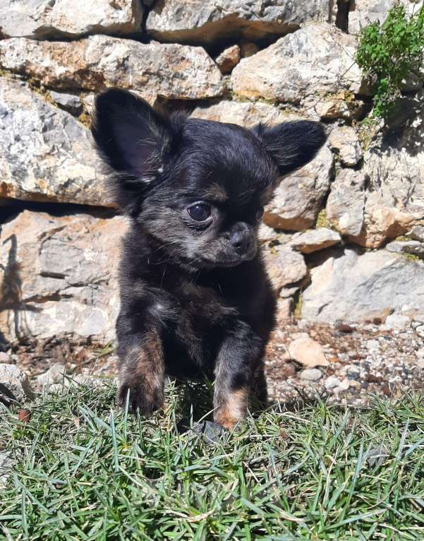 Собаки в Ялте: щенок чихуахуа Девочка, Бесплатно - фото 7