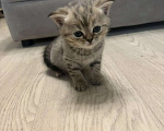 Кошки в Хабаровске: Шотландские пряухие котятки Девочка, 15 000 руб. - фото 4