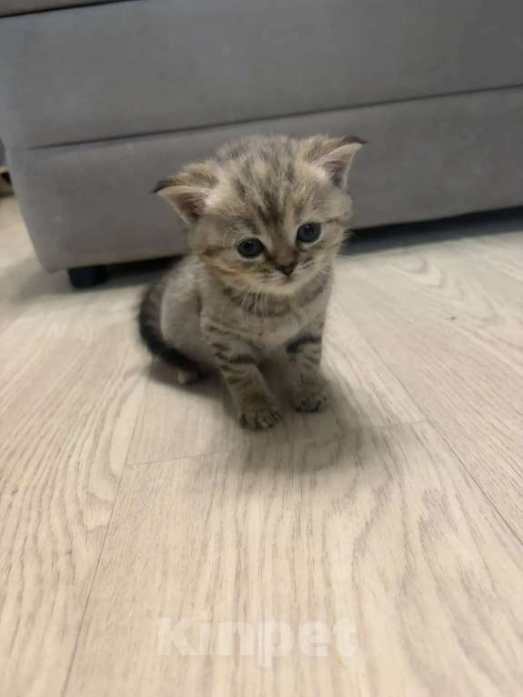 Кошки в Хабаровске: Шотландские пряухие котятки Девочка, 15 000 руб. - фото 4