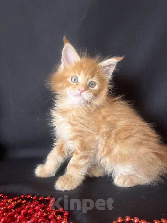 Кошки в Ярославле: Кошка Девочка, 70 000 руб. - фото 1