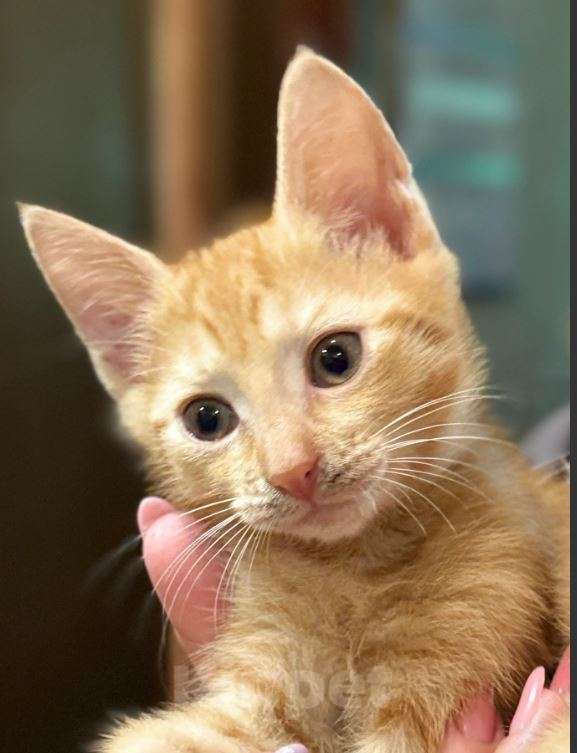 Кошки в Санкт-Петербурге: Котята-Солнышки в добрые руки Мальчик, Бесплатно - фото 2