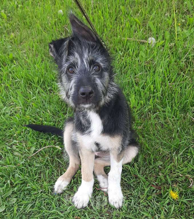 Собаки в Фокино: Очаровательная Тина в добрые руки Девочка, Бесплатно - фото 5