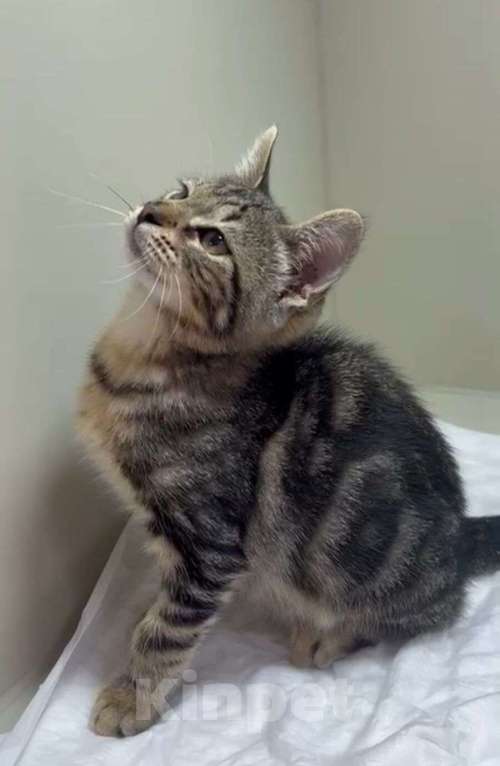 Кошки в Москве: Мраморный котёнок Чип в добрые руки Мальчик, 1 руб. - фото 2