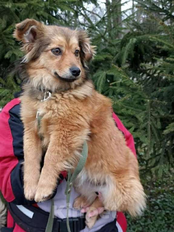 Собаки в Санкт-Петербурге: Маленькая собачка в добрые руки Девочка, Бесплатно - фото 4