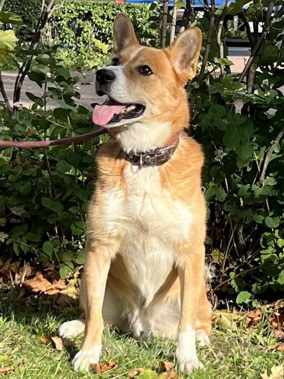 Собаки в Москве: Яша Мальчик, Бесплатно - фото 2