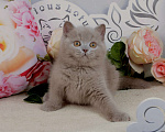 Кошки в Санкт-Петербурге: Британский котик лилового окраса (ген.тиккирован) Мальчик, 40 000 руб. - фото 6