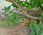 Кошки в Волгодонске: Милые котята в поиске дома Разнополые, Бесплатно - фото 1