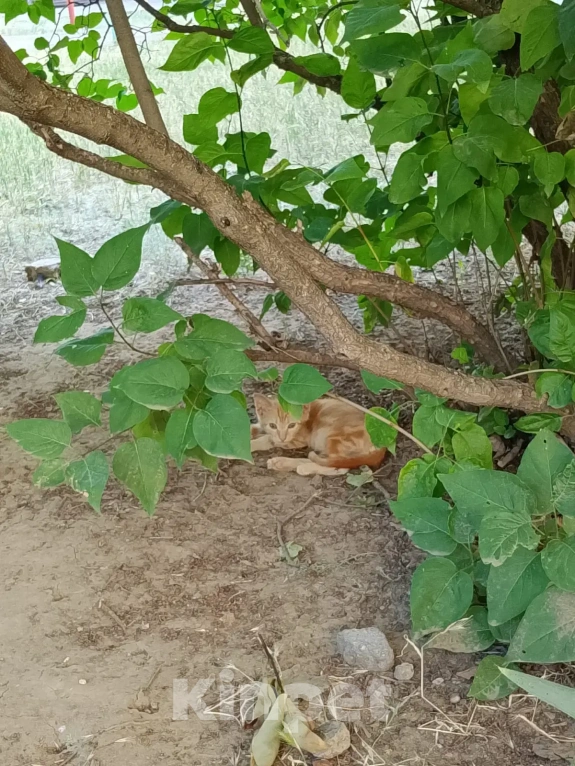 Кошки в Волгодонске: Милые котята в поиске дома Разнополые, Бесплатно - фото 1