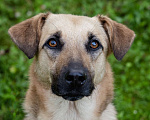 Собаки в Солнечногорске: Восхитительный парень с проникновенным взглядом Мальчик, Бесплатно - фото 5
