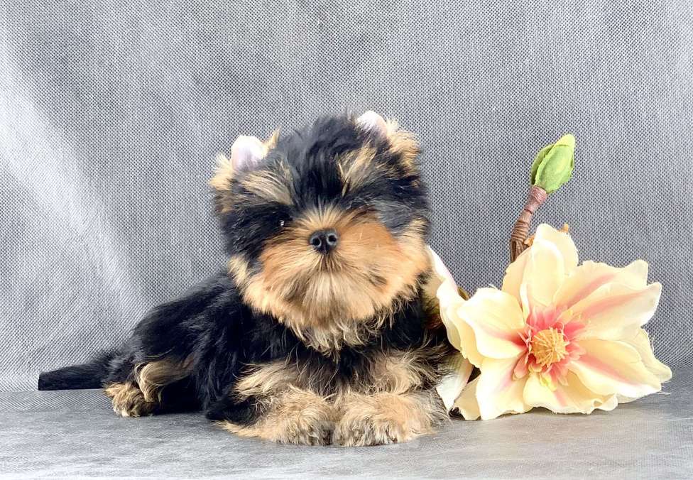 Собаки в Москве: Йоркширский терьер бебифэйс  Мальчик, 60 000 руб. - фото 3