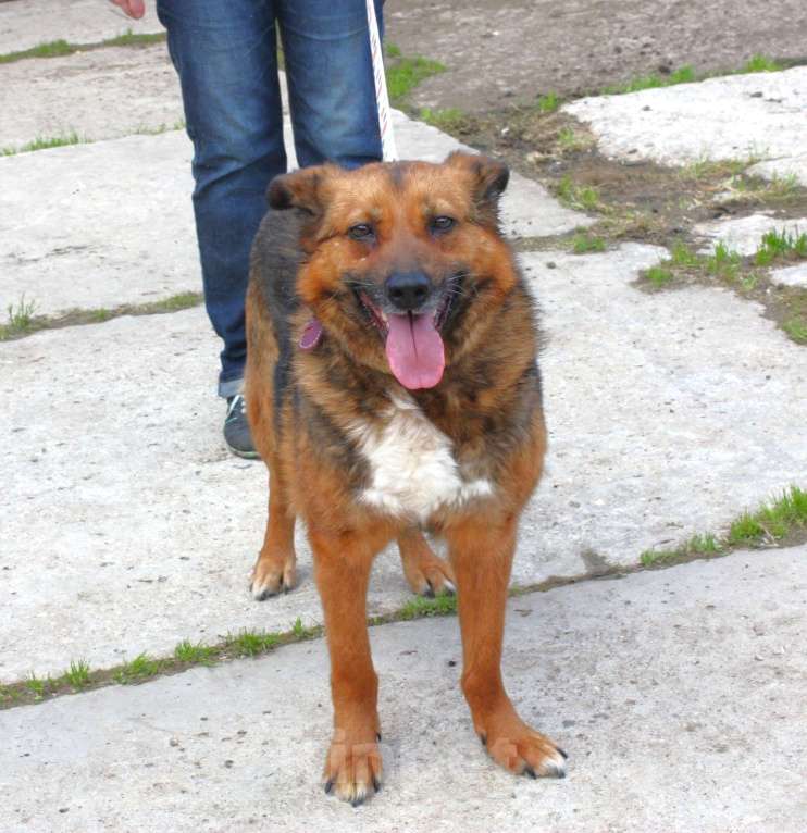 Собаки в Москве: Ищем человека на самую главную роль в жизни собаки - хозяина! Девочка, Бесплатно - фото 5