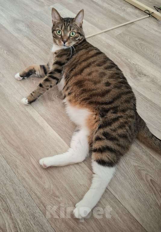 Кошки в Москве: Бруни будет на выставке-пристройстве в Москве Мальчик, Бесплатно - фото 8