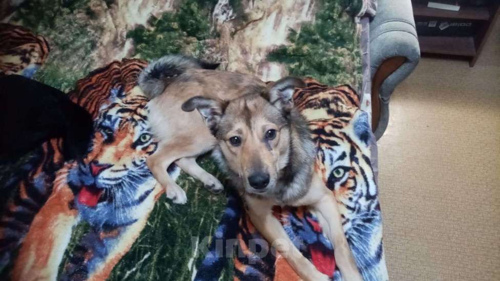 Собаки в Клине: В добрые руки  Мальчик, Бесплатно - фото 3