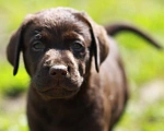 Собаки в Нижнем Новгороде: Шоколадный щенок лабрадора  Мальчик, 35 000 руб. - фото 1