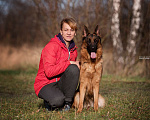 Собаки в Королеве: Кобель немецкой овчарки Девочка, 80 000 руб. - фото 2