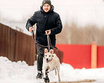 Собаки в других городах Московской области: Привет, я Снежка :) Девочка, Бесплатно - фото 4