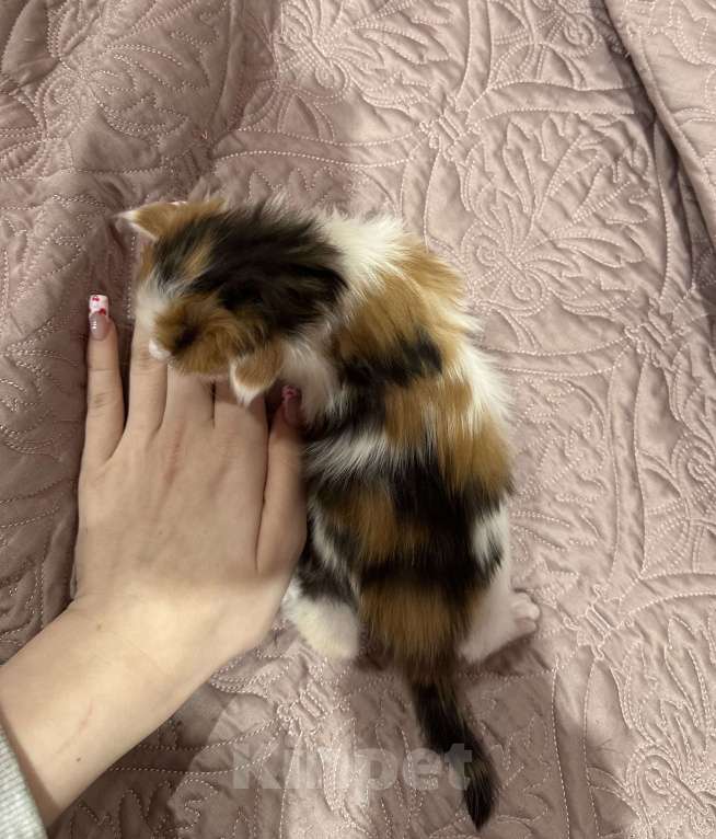 Кошки в Екатеринбурге: Мейн-кун шикарная девочка Девочка, 15 000 руб. - фото 1