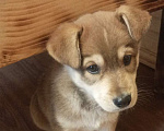 Собаки в Реутове: Умный щенок Флэш в дар Мальчик, 50 руб. - фото 1