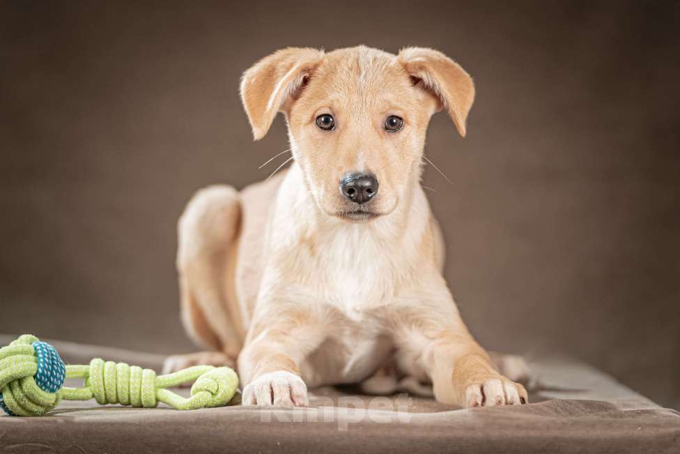 Собаки в Клине: Марли — верный и преданный друг, который готов вручить вам своё сердце и следовать за вами по пятам Мальчик, Бесплатно - фото 6