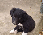 Собаки в Ипатово: Отдам в добрые руки Девочка, Бесплатно - фото 1