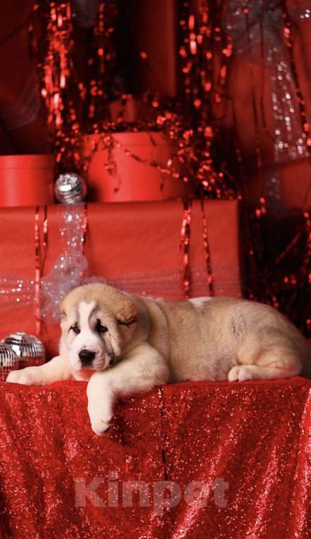 Собаки в Москве: Понтовый щенок алабая  Мальчик, Бесплатно - фото 4
