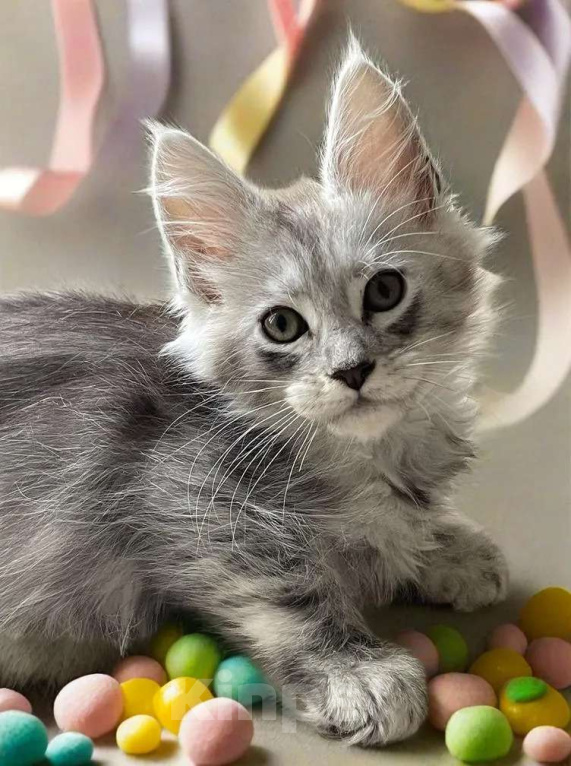 Кошки в Москве: Пушистый ангел для вашего новогоднего настроения Мальчик, 80 000 руб. - фото 4