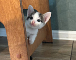 Кошки в Москве: Котенок Гаичка Девочка, Бесплатно - фото 6